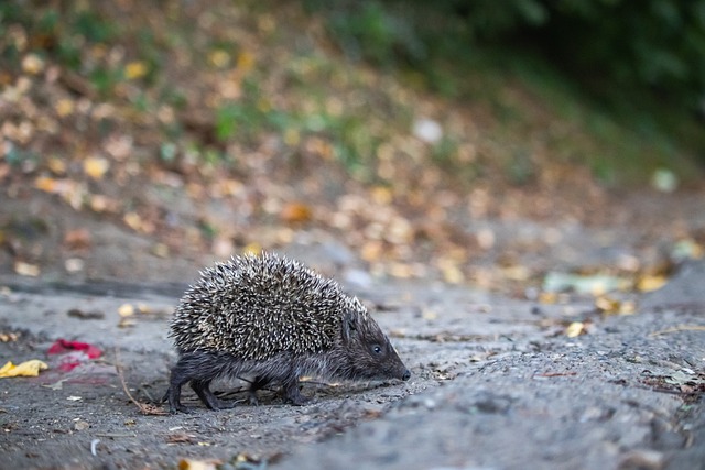 这两个进球 这两个进球